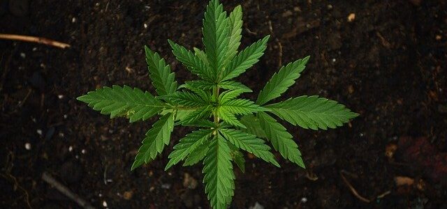 Janganlah Memandang Ganja Dari Bagian Narkotika Tetapi Kedudukannya Dalam Bumi Medis